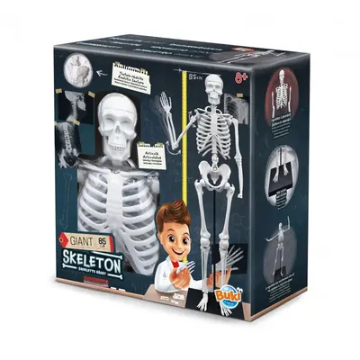 Le corps humain en pièces : kit d’anatomie articulé 85 cm